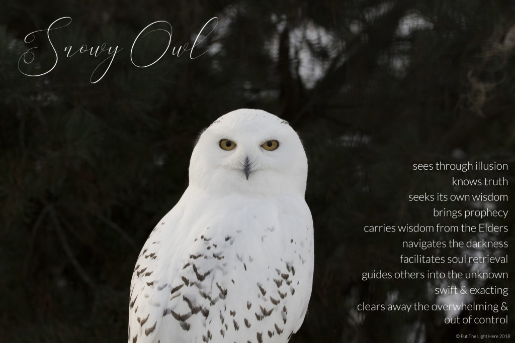 snowy owl, wisdom from within, owl medicine, prophecy, see through illusion