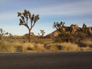 road trip, spiritual road trip, spiritual journey, self discovery, joshua tree national park